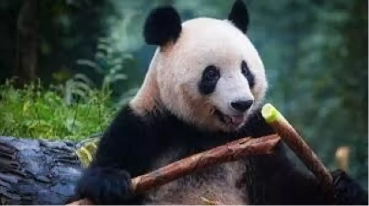 Belçika’da Pandalara Veda