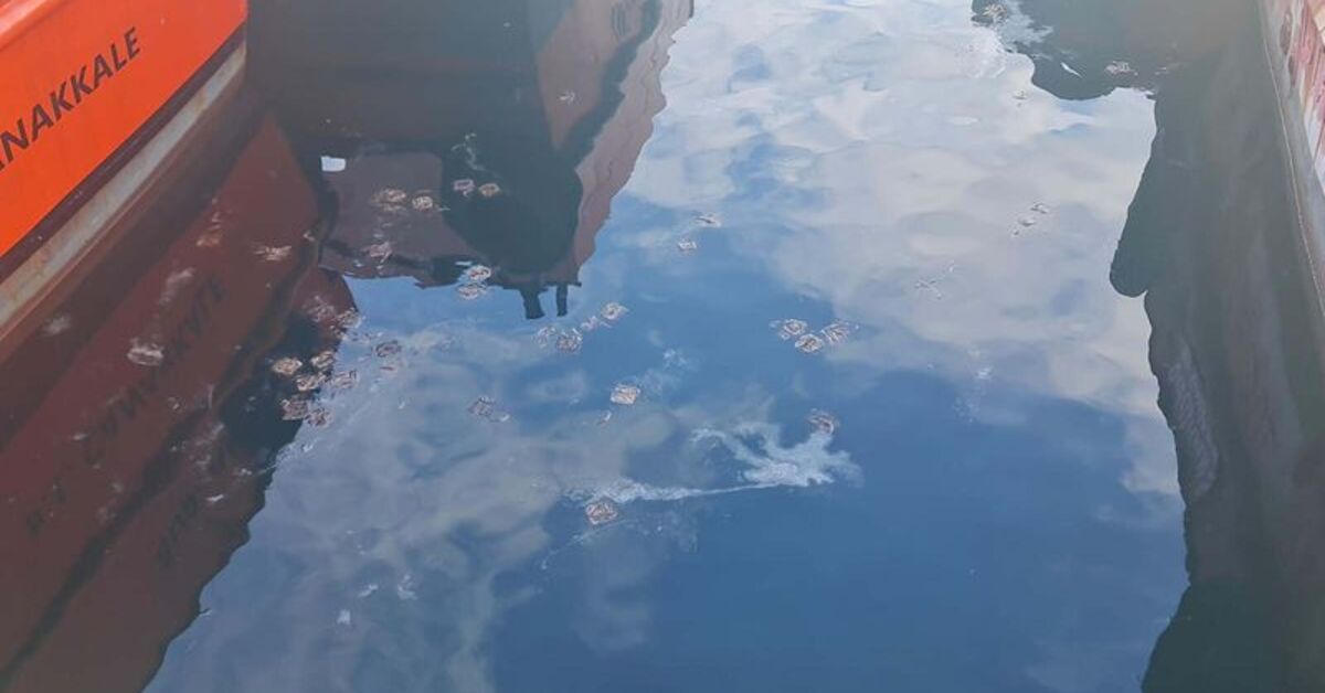 Marmara ve Kuzey Ege’de görülen müsilaj balıkçıları da etkiledi